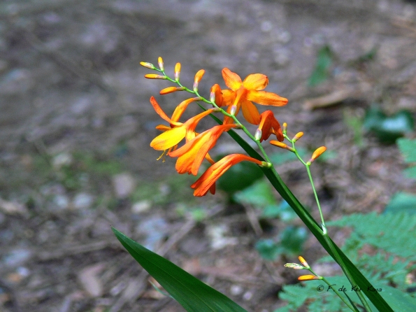 Bois des Moutiers  (62) Summer 2012